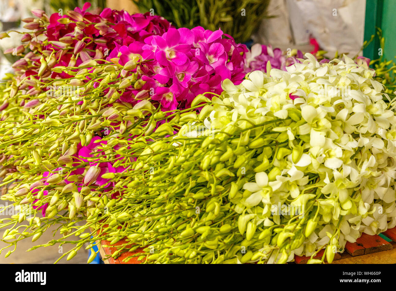 Fresh pink and white orchids at Pak Khlong Talat, Bangkok flower market. Thailand. Stock Photo