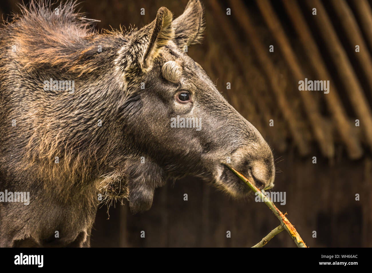 Moose eating hires stock photography and images Alamy