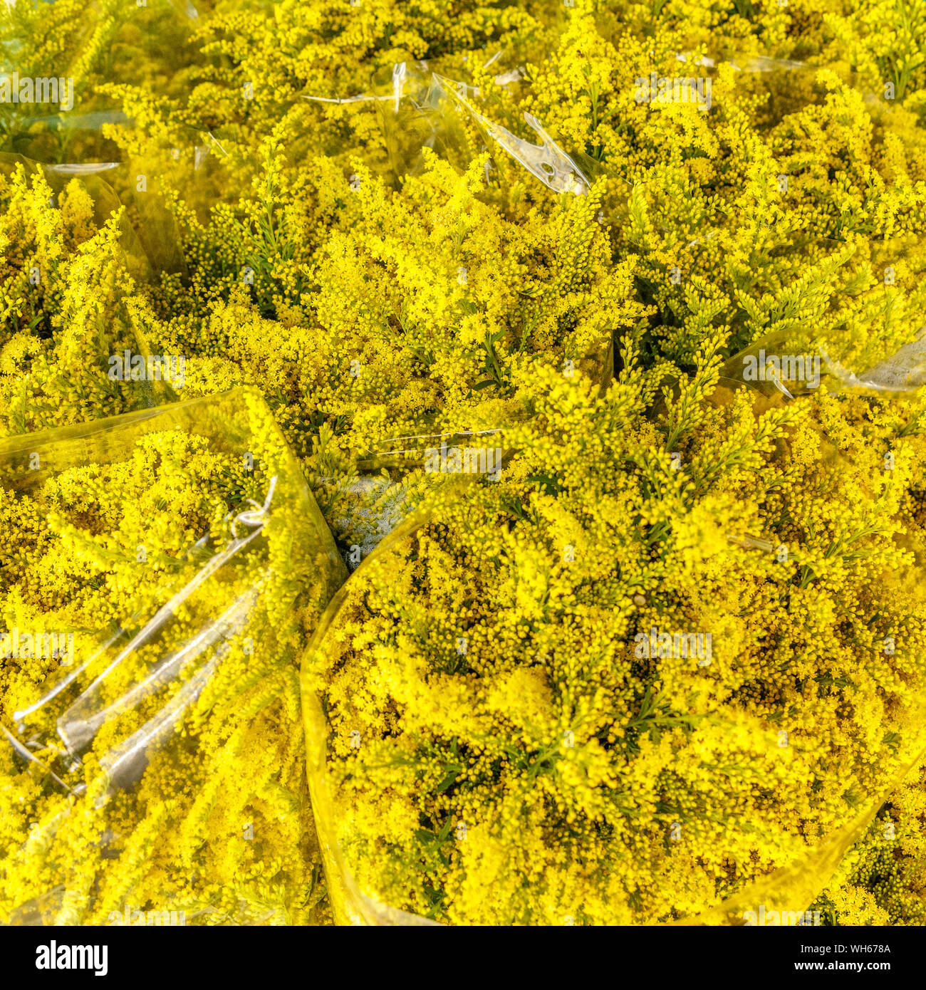 Thailand yellow flower hi-res stock photography and images - Alamy