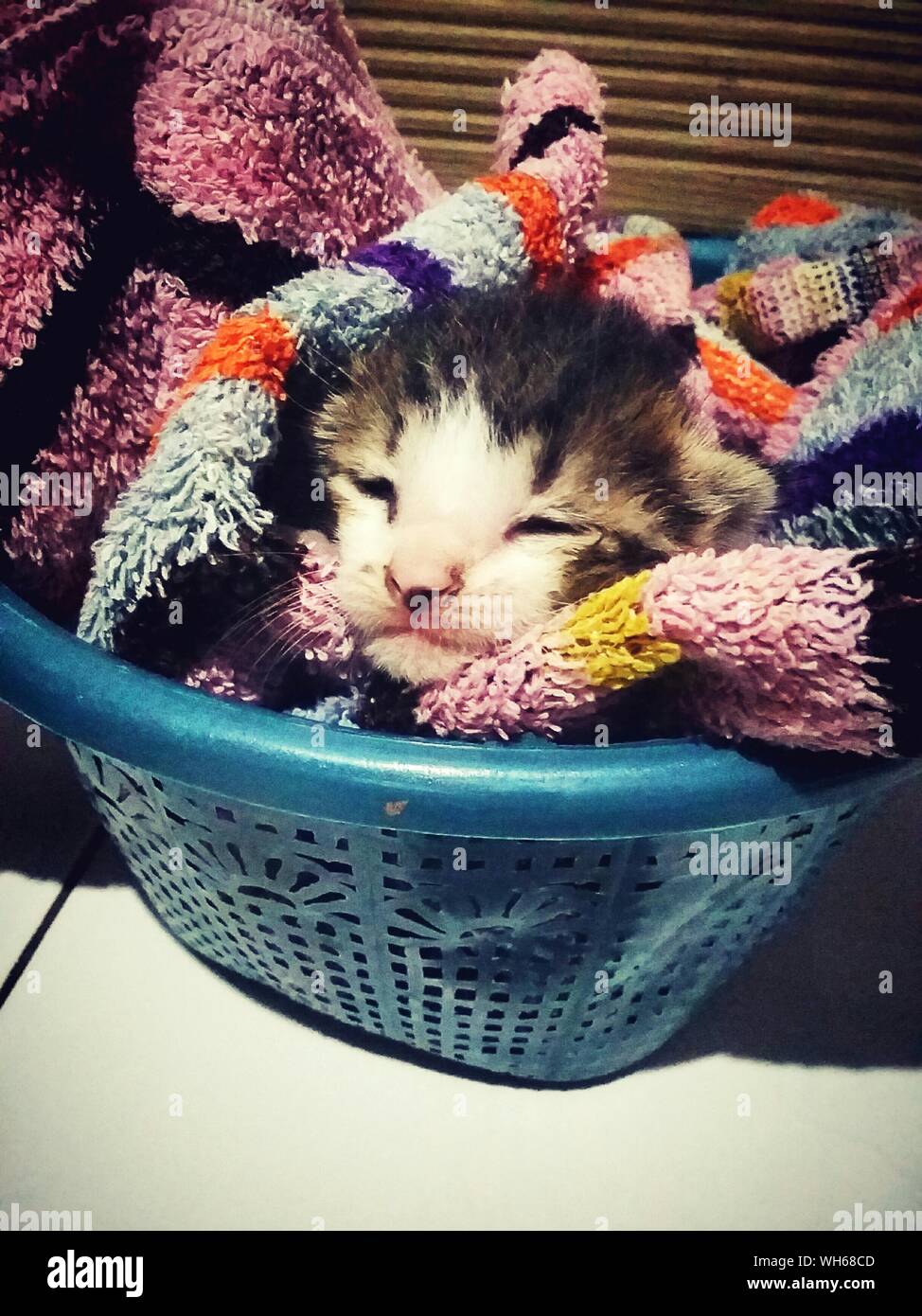 Cat with laundry hires stock photography and images Alamy