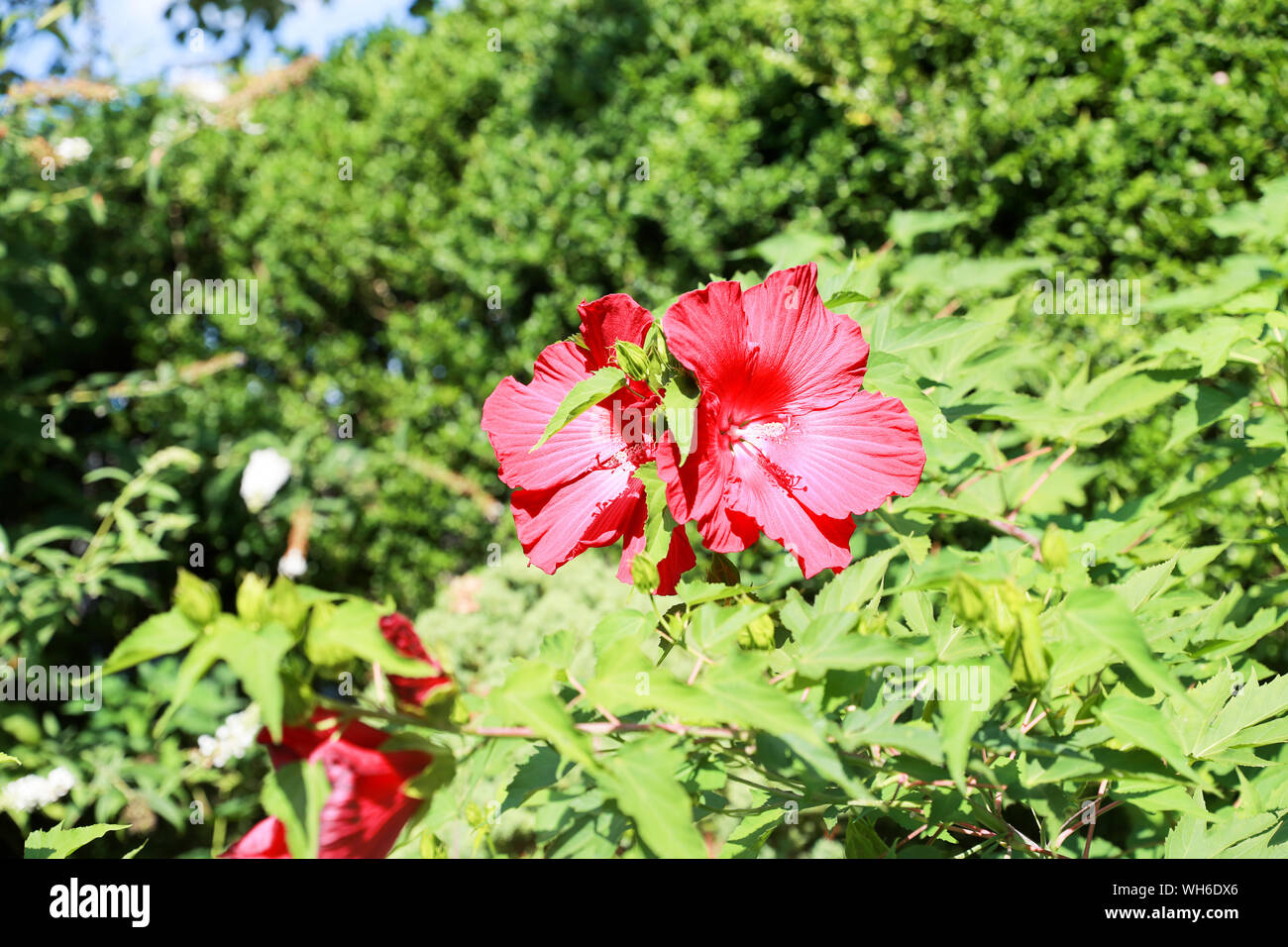 Red  flower in the backyard. - Image Stock Photo