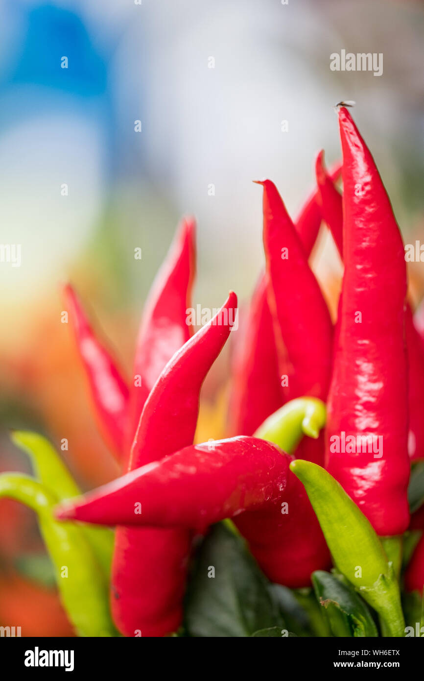 Chilli plant with red and green chilli's Stock Photo - Alamy
