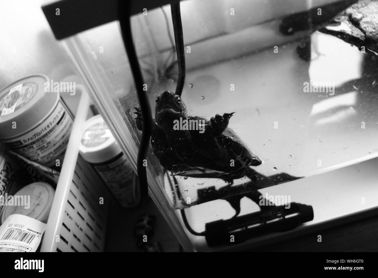 Pets At Home Fish High Resolution Stock Photography and Images Alamy