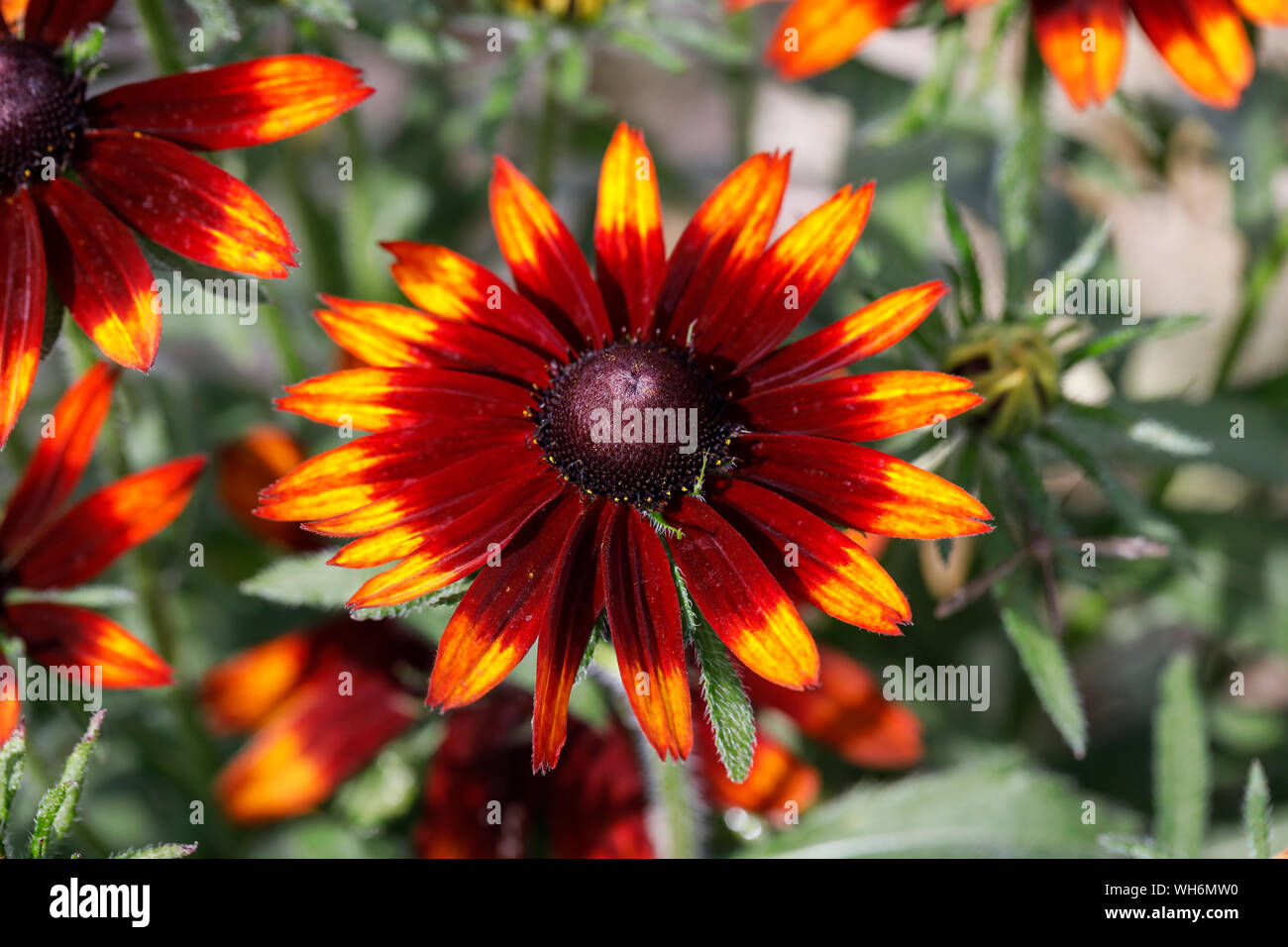 Close up of a Rudbeckia SmileyZ flowering in an English garden in summer Stock Photo