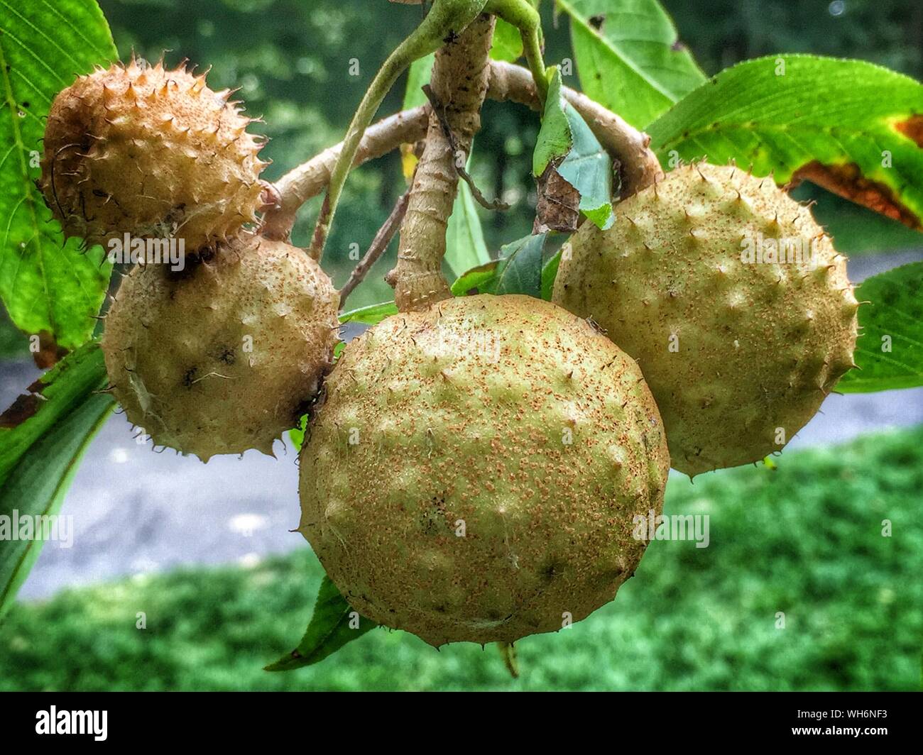 Horse Chestnuts Growing On Tree Stock Photo