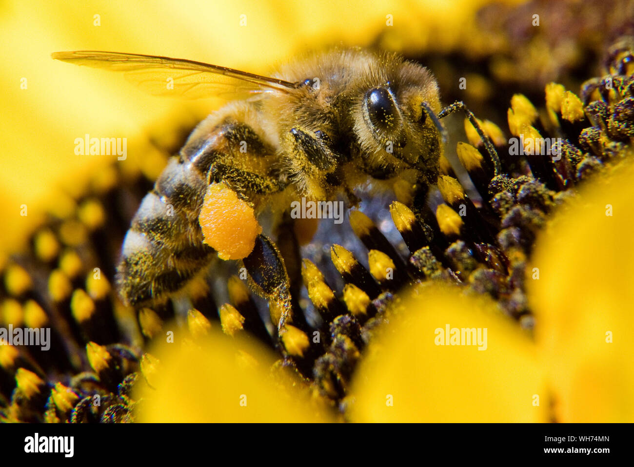 02 September 2019, Lower Saxony, Springe: A bee covered with pollen sits on a sunflower. Photo: Julian Stratenschulte/dpa Stock Photo