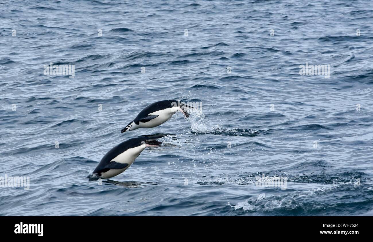 How High Can A Penguin Jump On Land - The penguin is a bird species