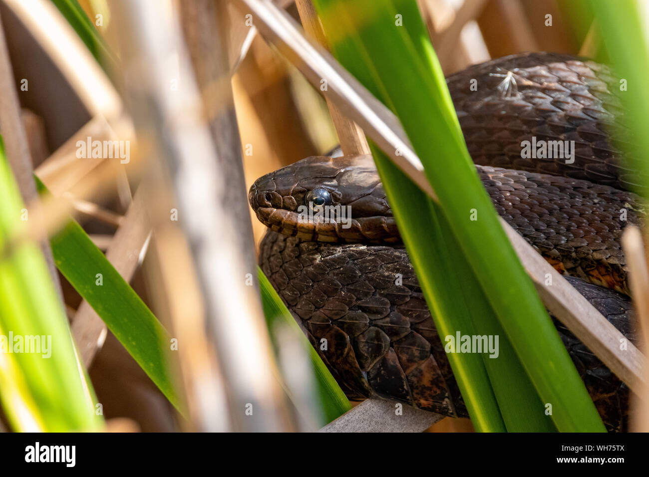 Northern water snake basking in swamp environment Stock Photo Alamy
