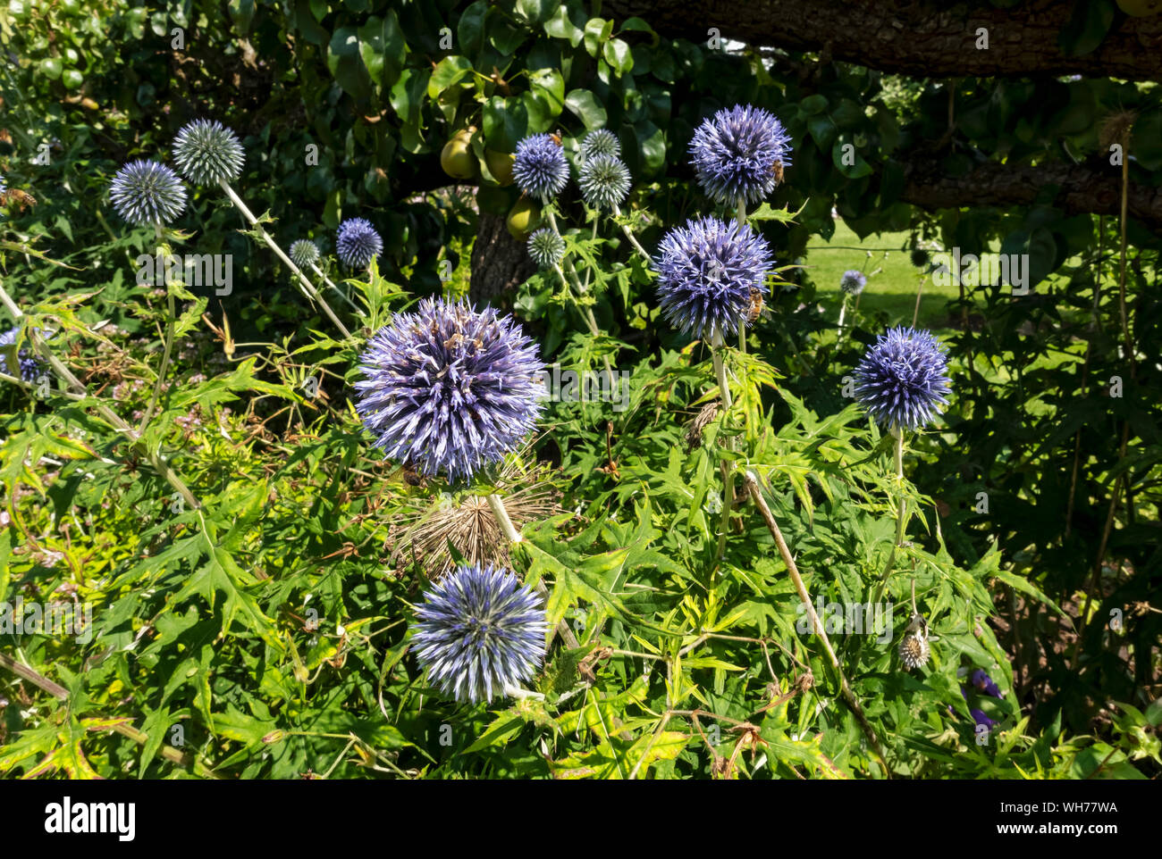 Close up of blue echinops flowers flower flowering in summer England UK United Kingdom GB Great Britain Stock Photo