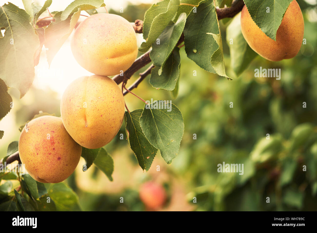 Casino Apricot Tree Casino Apricot Tree