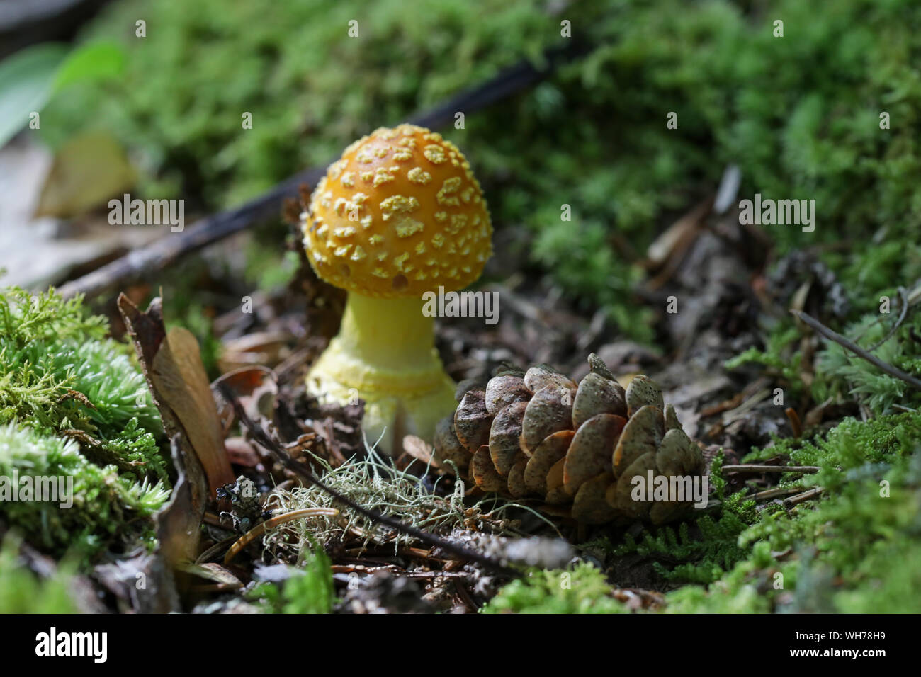 Forest wild mushrooms in Maine Stock Photo