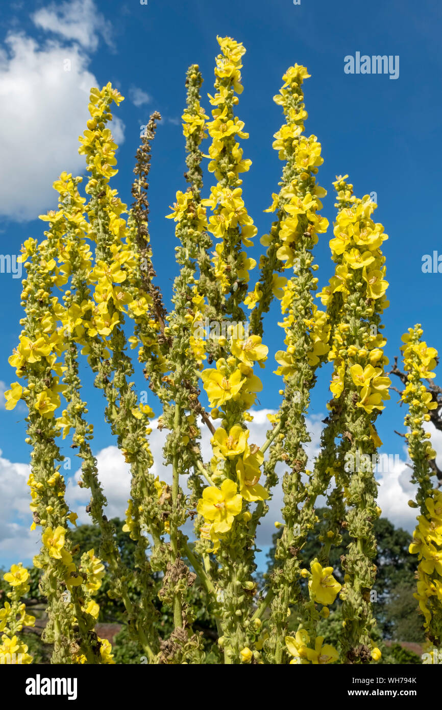Close up of Yellow verbascum (mullein) flowers flower flowering against blue sky in summer England UK United Kingdom GB Great Britain Stock Photo