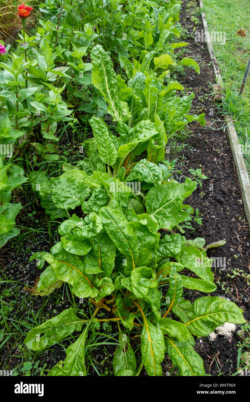 Growing Swiss Chard with green leaves in raised bed garden with organic methods on Cape Cod, Massachusetts USA Stock Photo