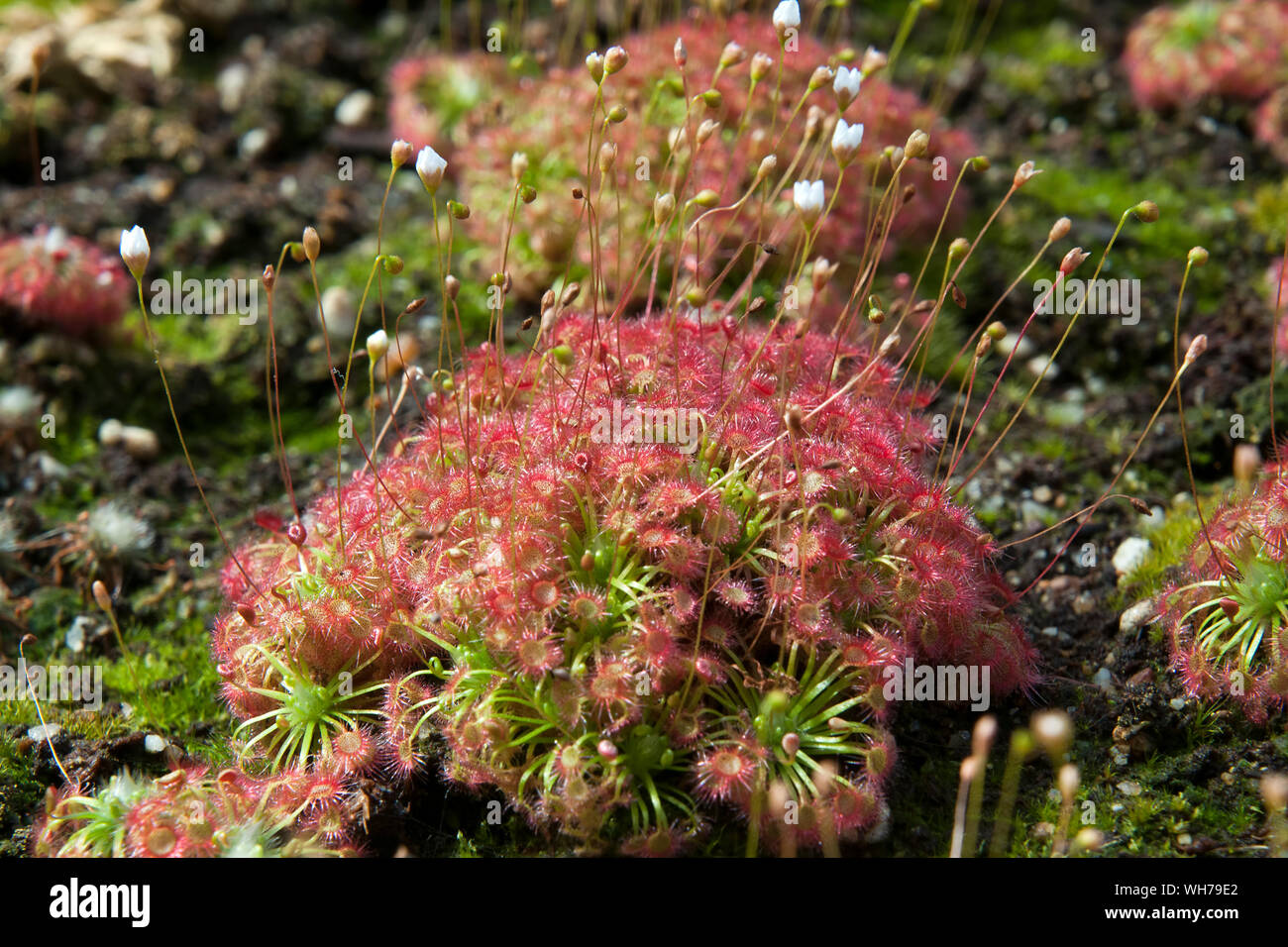 Sydney Australia, clump of  pygmy drosera sundew plant with sticky mucilage to catch insects Stock Photo