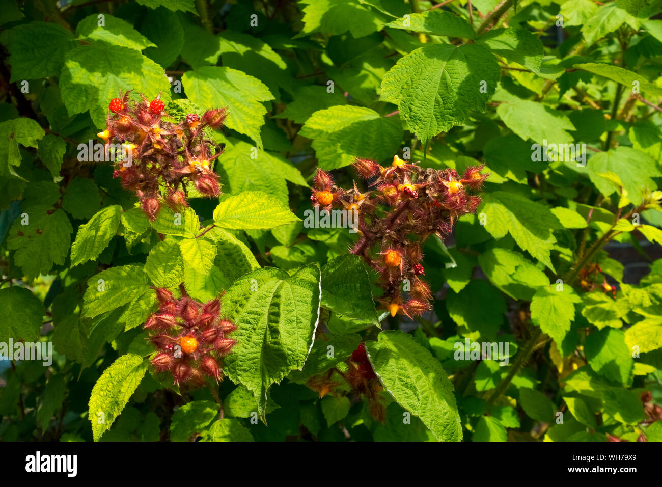 Close up of Japanese Wineberry fruits fruit bush (rubus phoenicolasius) plant in summer England UK United Kingdom GB Great Britain Stock Photo