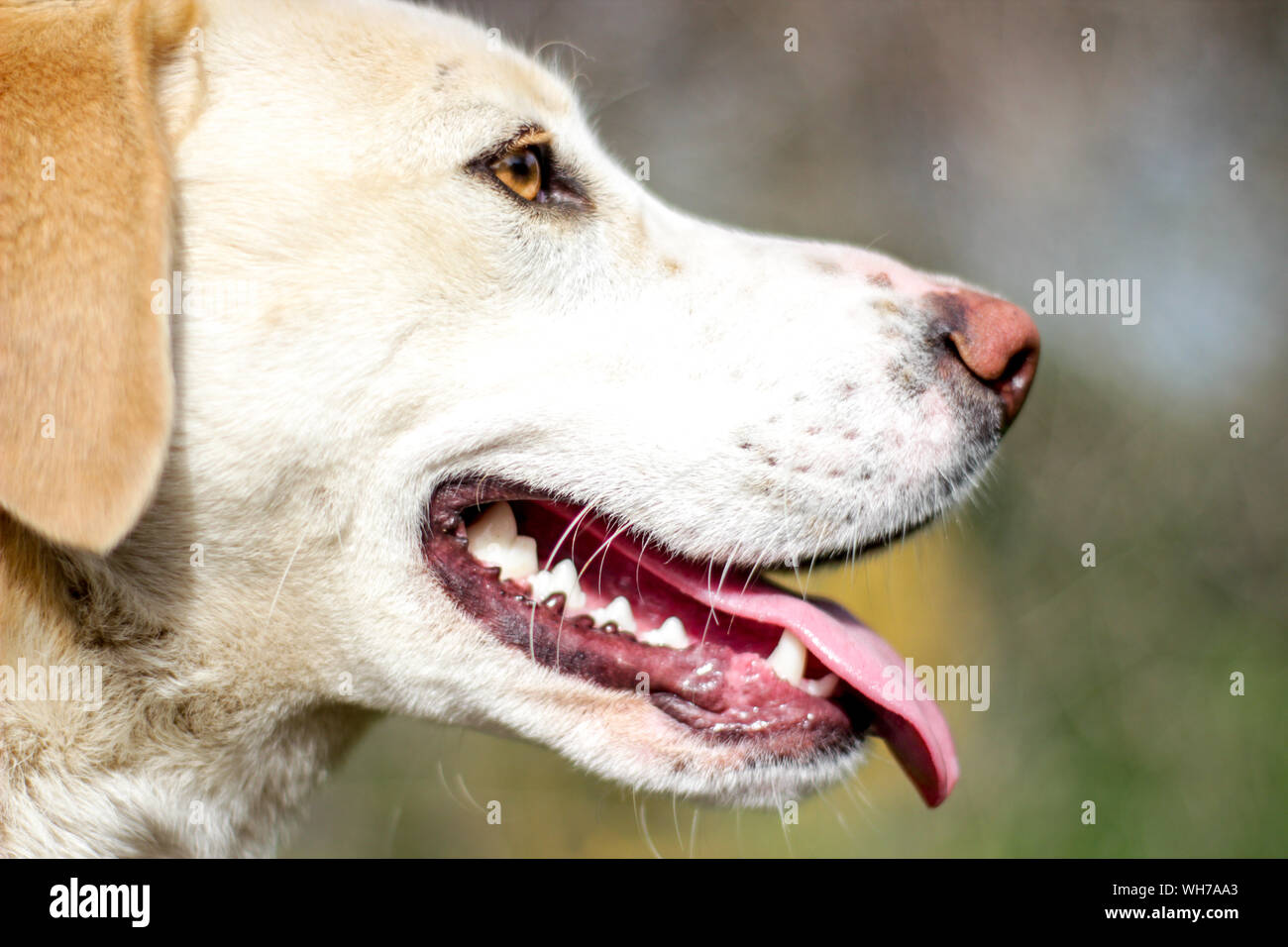 Closeup Of Dog Sticking Its Tongue Out Stock Photo Alamy