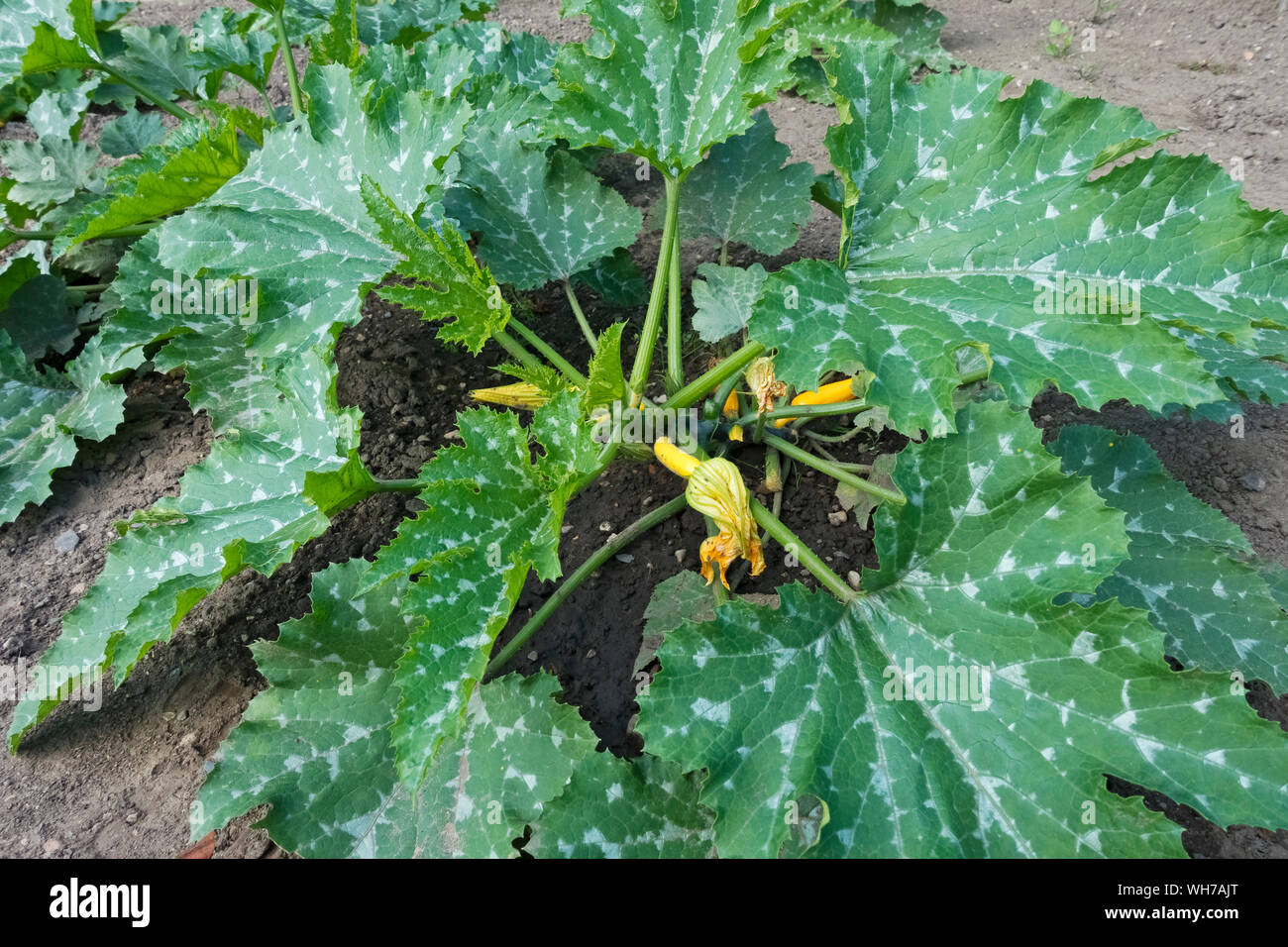 Courgettes Italian Striped courgette plant plants growing on an allotment garden plot in summer England UK United Kingdom GB Great Britain Stock Photo