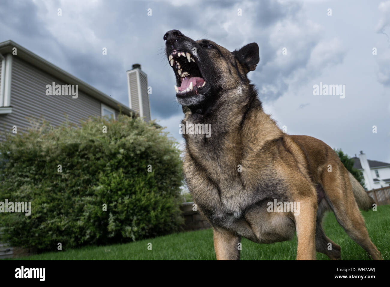 German Shepherd Dog Barking High Resolution Stock Photography and