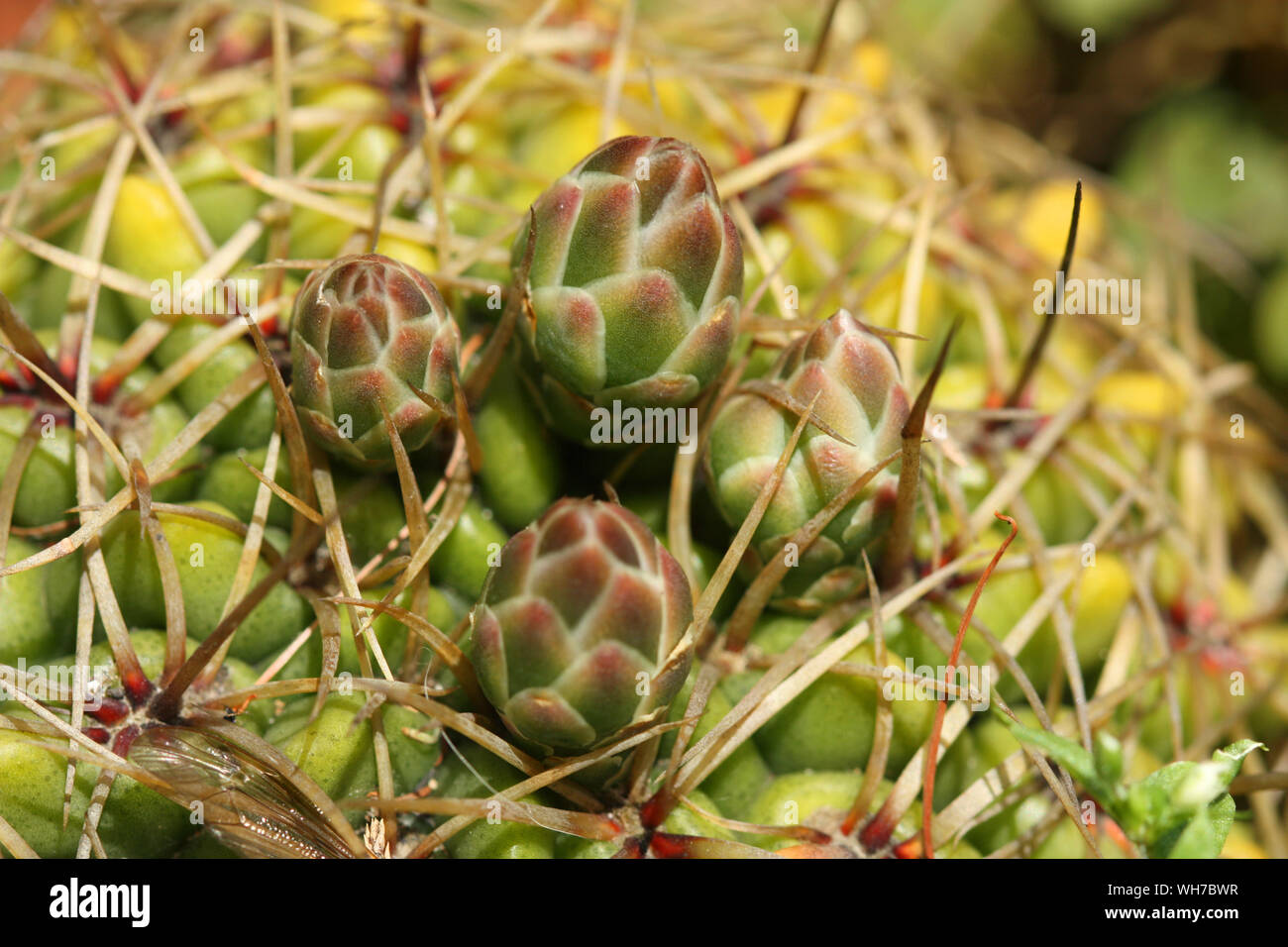 Closeup of cactus flower buds Stock Photo Alamy