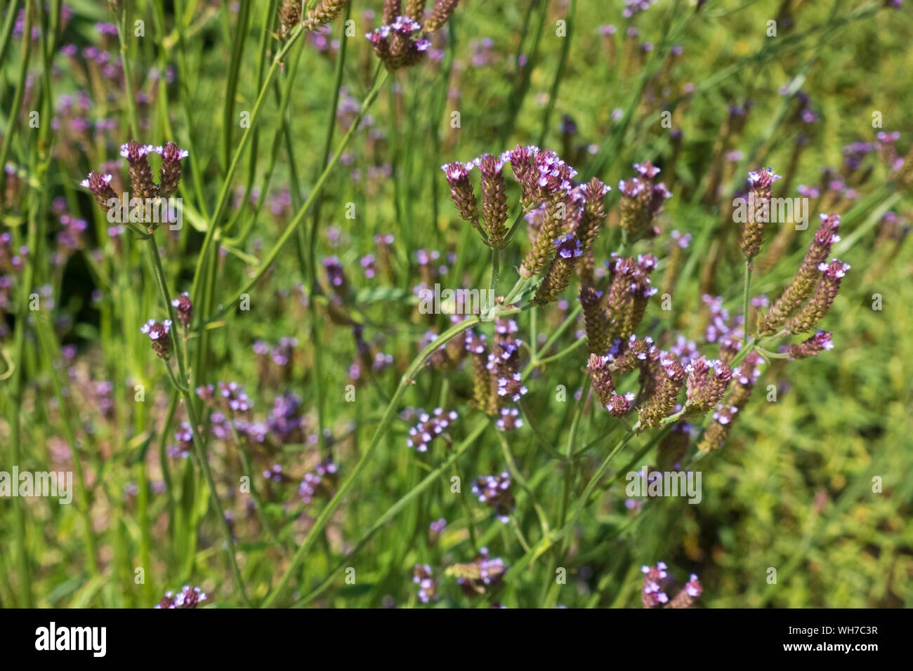Close up of purple verbena flower flowers flowering in herbaceous border in summer England UK United Kingdom GB Great Britain Stock Photo