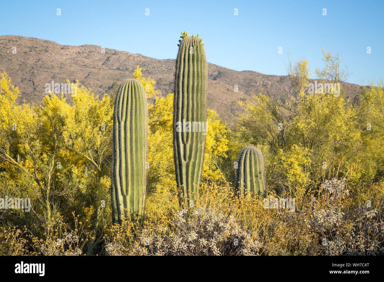 Saguaro (Carnegiea gigantea) between bushes, National Park, Tucson