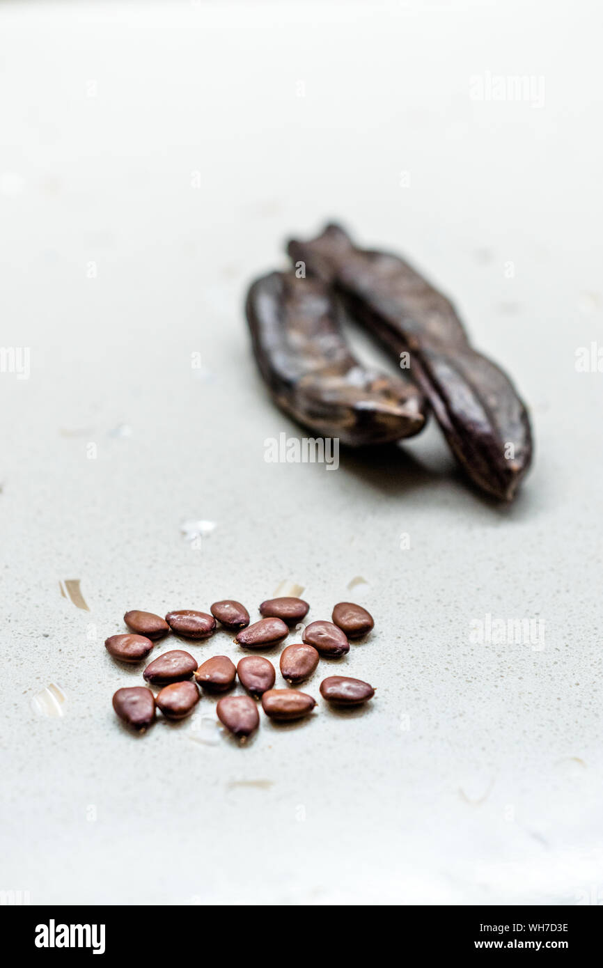 Carob Seeds and Pods Carats / Locust Beans Ready to Use. Organic ...