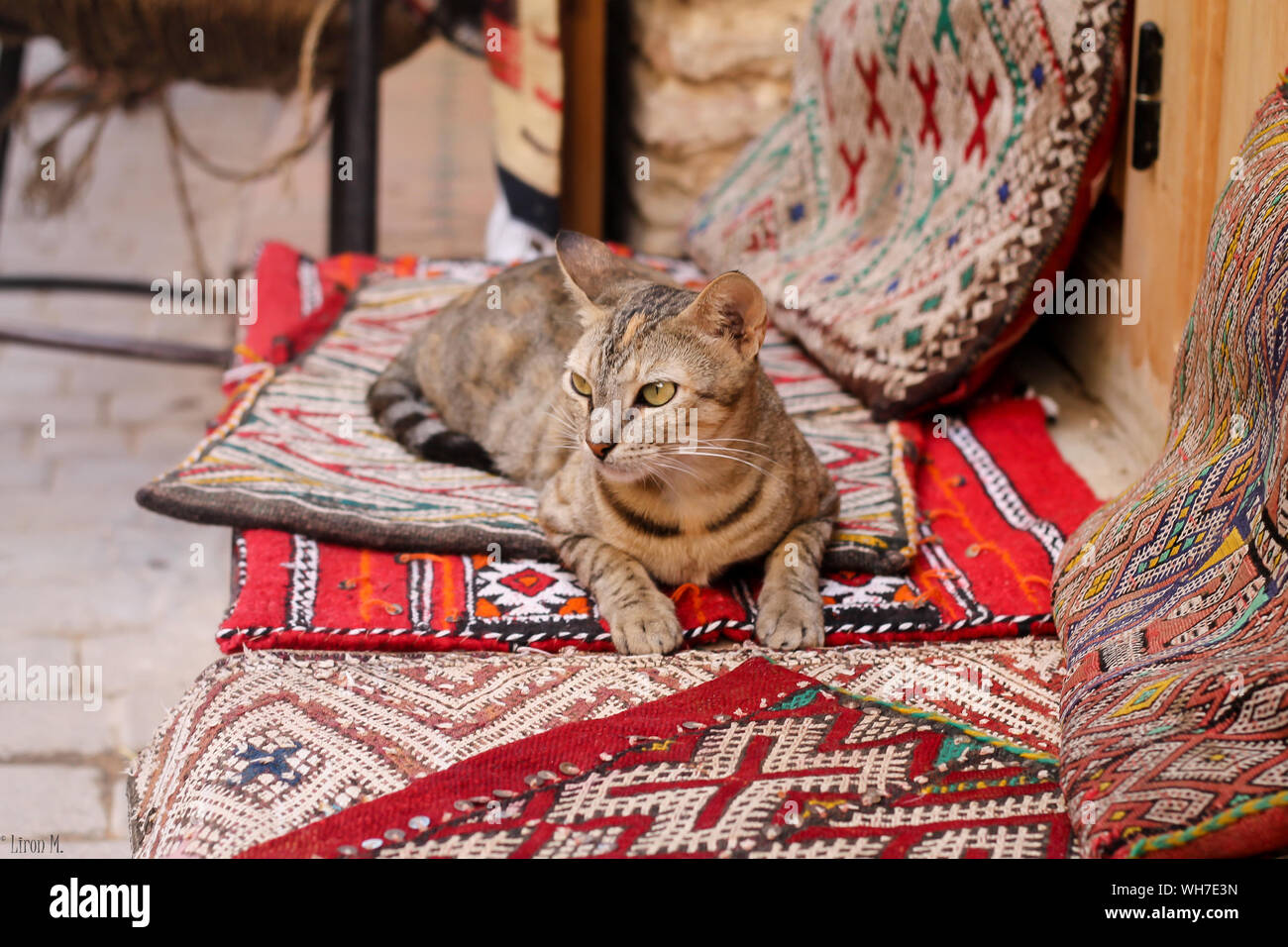 Tabby Cat Sitting On Mats Stock Photo