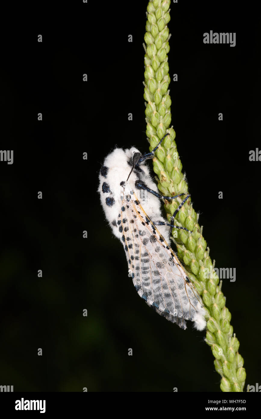Leopard Moth (Zeuzera pyrina) adult resting on Agrimony, Monmouth, Wales, July Stock Photo