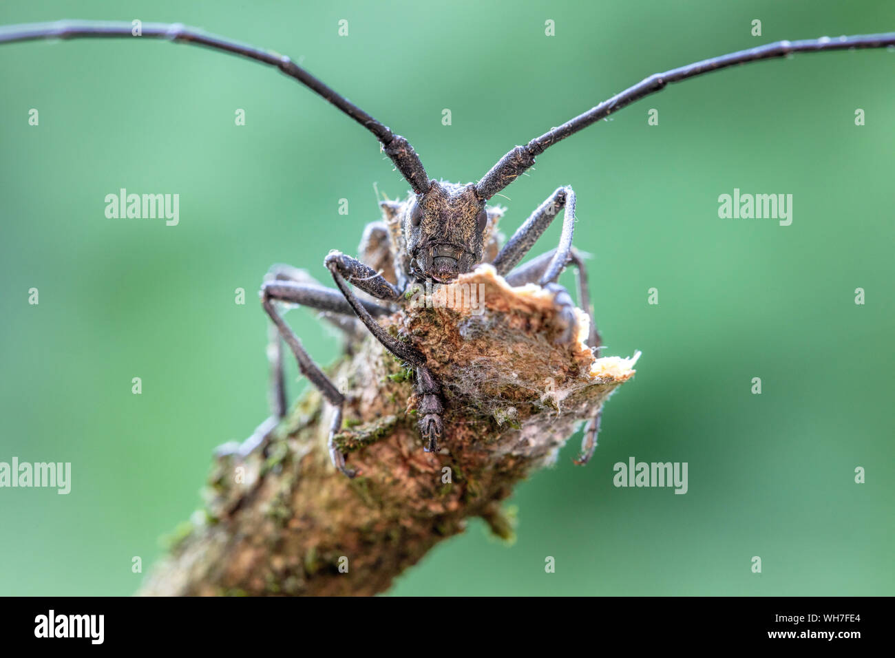 Monochamus galloprovincialis, Switzerland, Nature, INsect, Beetle, Longhorn  Beetle, pine sawyer beetle, black pine sawyer beetle Stock Photo - Alamy