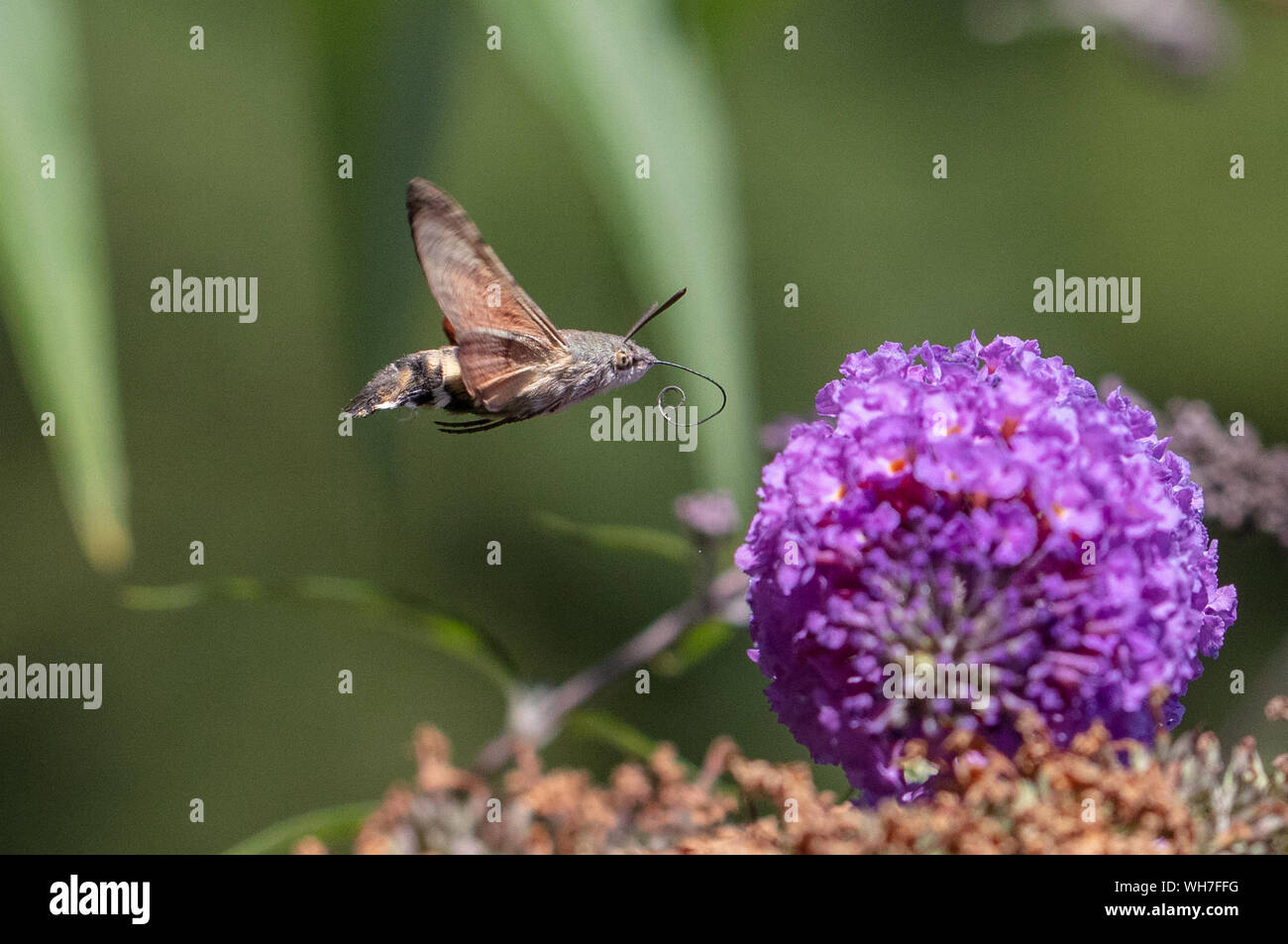 Macroglossum stellatarum, Switzerland, Nature, Insect, Moth, Hawk Moth, hummingbird hawk-moth Stock Photo