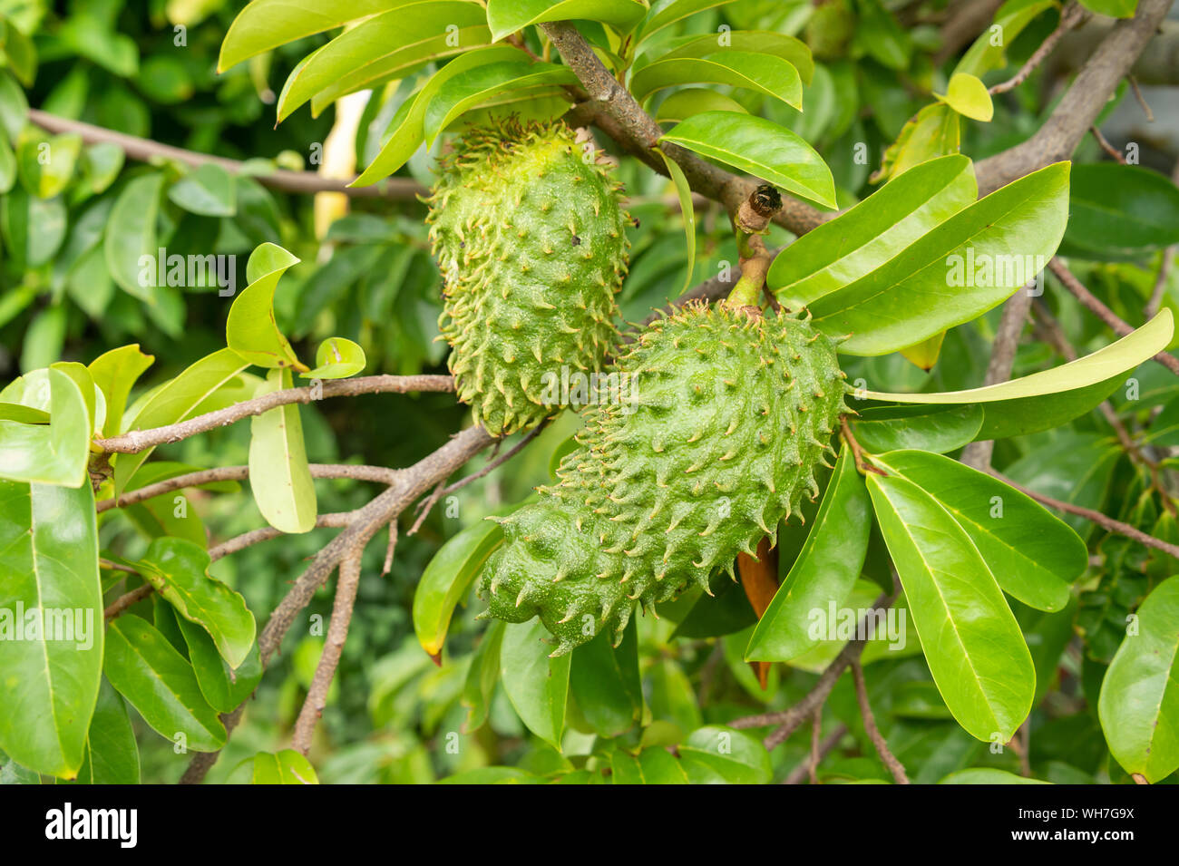 Soursop leaf hi-res stock photography and images - Alamy