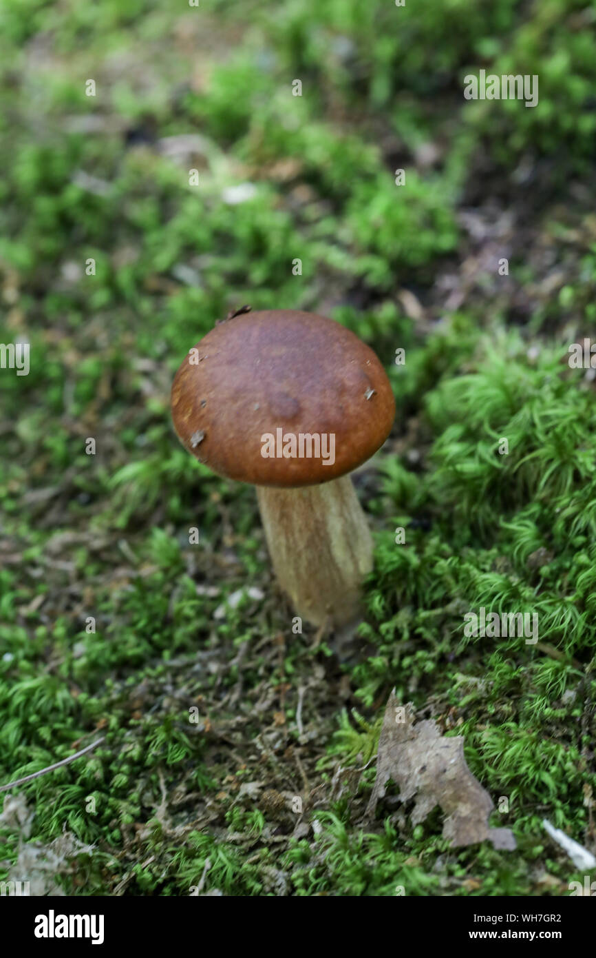 Forest wild mushrooms in Maine Stock Photo