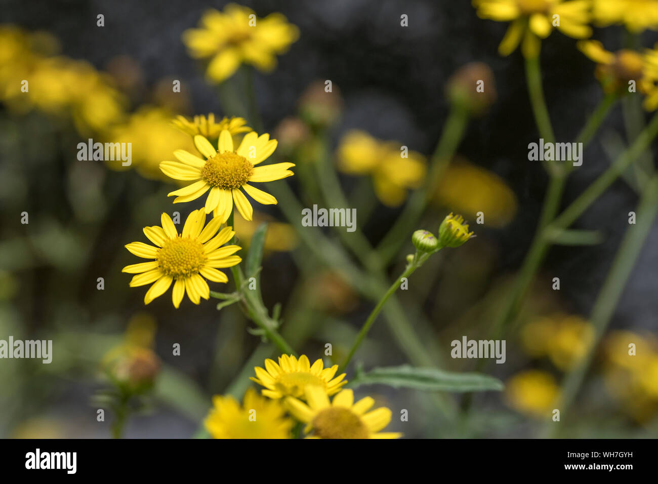 Water Ragwort Yellow flowering disks of Marsh Ragwort / Senecio aquaticus growing on ...