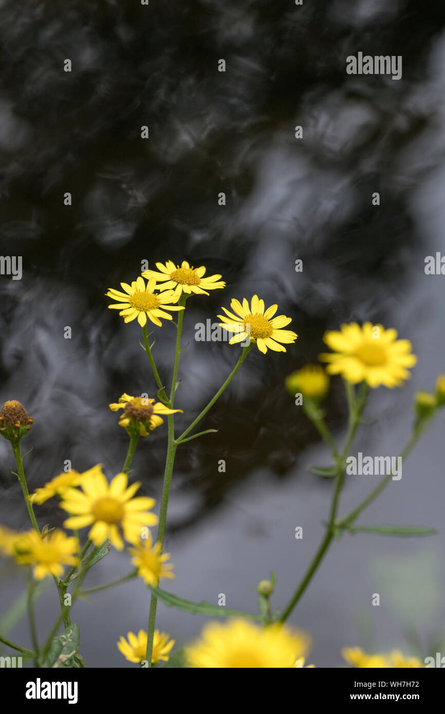 Water Ragwort Senecio acquatico hi-res stock photography and images - Alamy