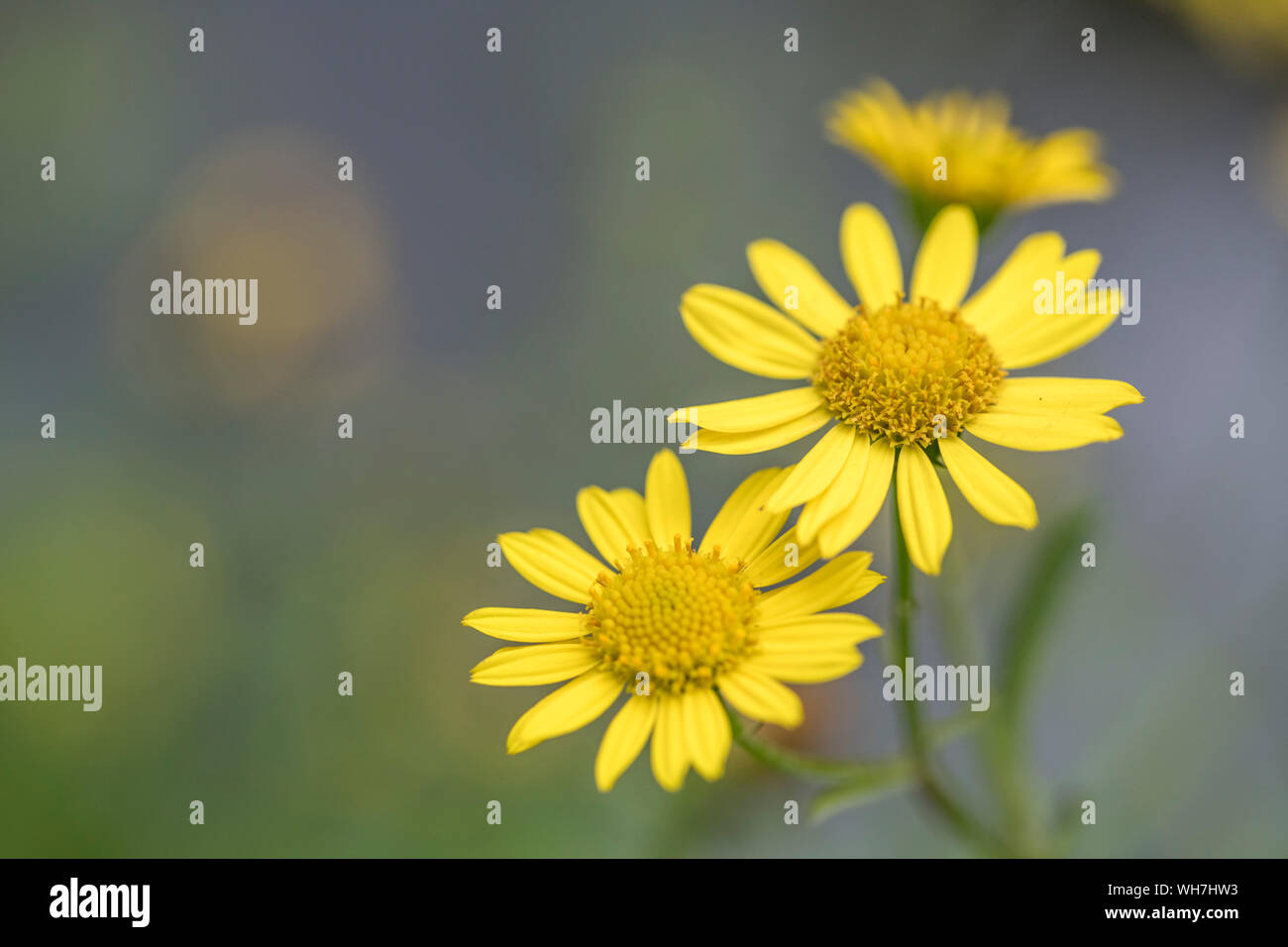 Water Ragwort Yellow flowering disks of Marsh Ragwort / Senecio aquaticus growing on ...