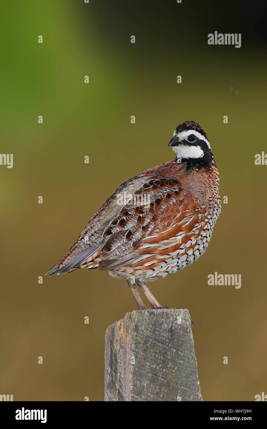 Close-up Of Northern Bobwhite Perching On Wooden Post Stock Photo