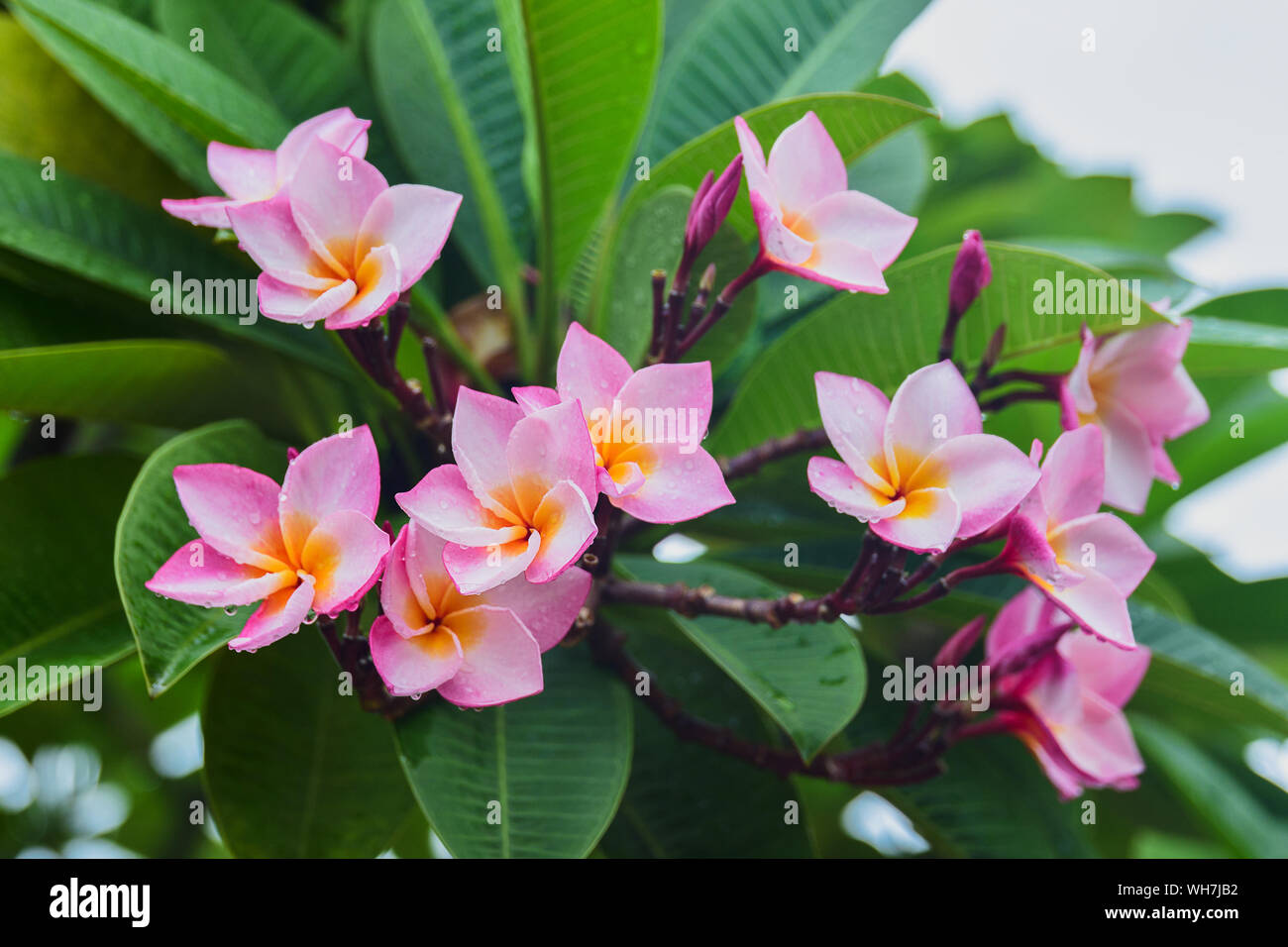 Plumeria rubra pink flower background. Frangipani tree bloom in tropical garden ,selected focus Stock Photo
