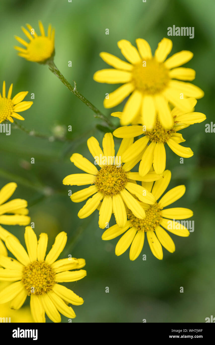 Water Ragwort Yellow flowering disks of Marsh Ragwort / Senecio aquaticus growing on ...