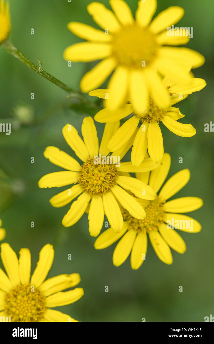 Yellow flowering disks of Marsh Ragwort / Senecio aquaticus growing on ...