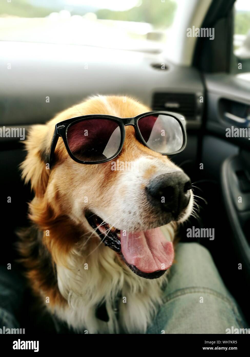 Dog Wearing Sunglass In Car Stock Photo Alamy