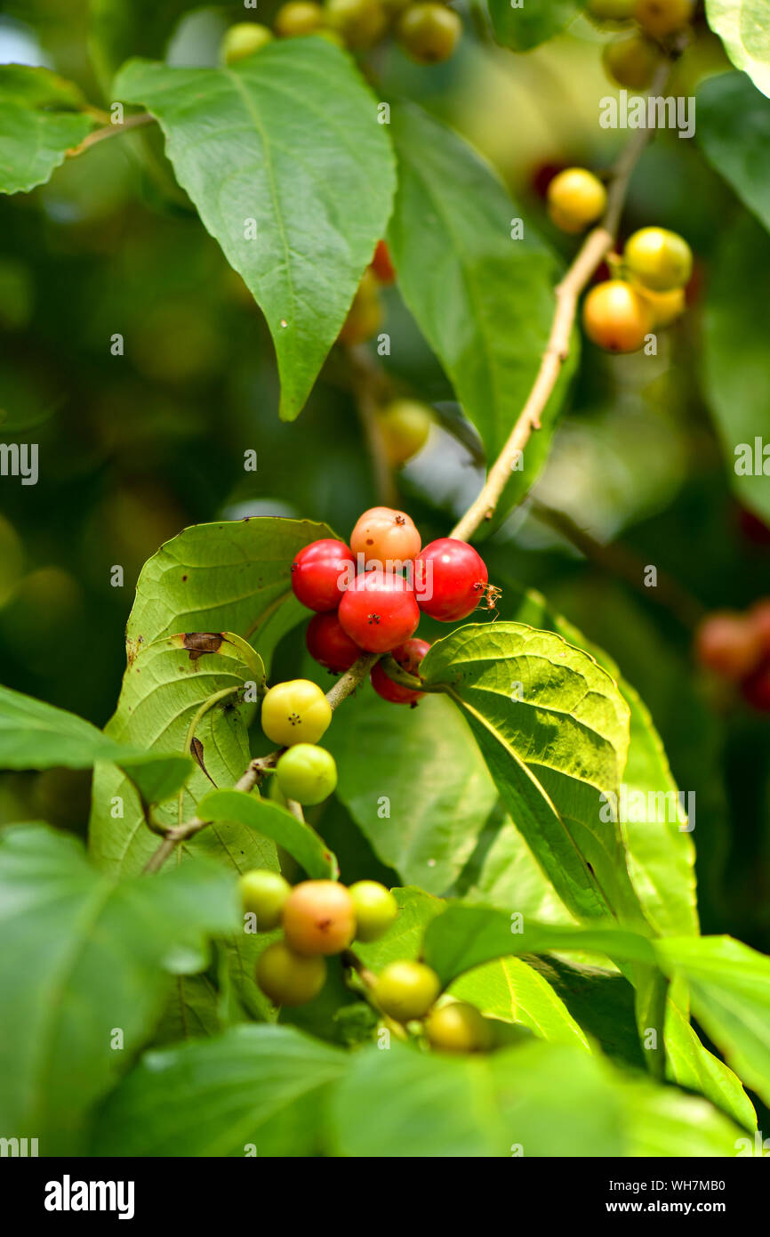 Rukam Masam is a kind of red cherry type fruit that grow on trees Stock Photo