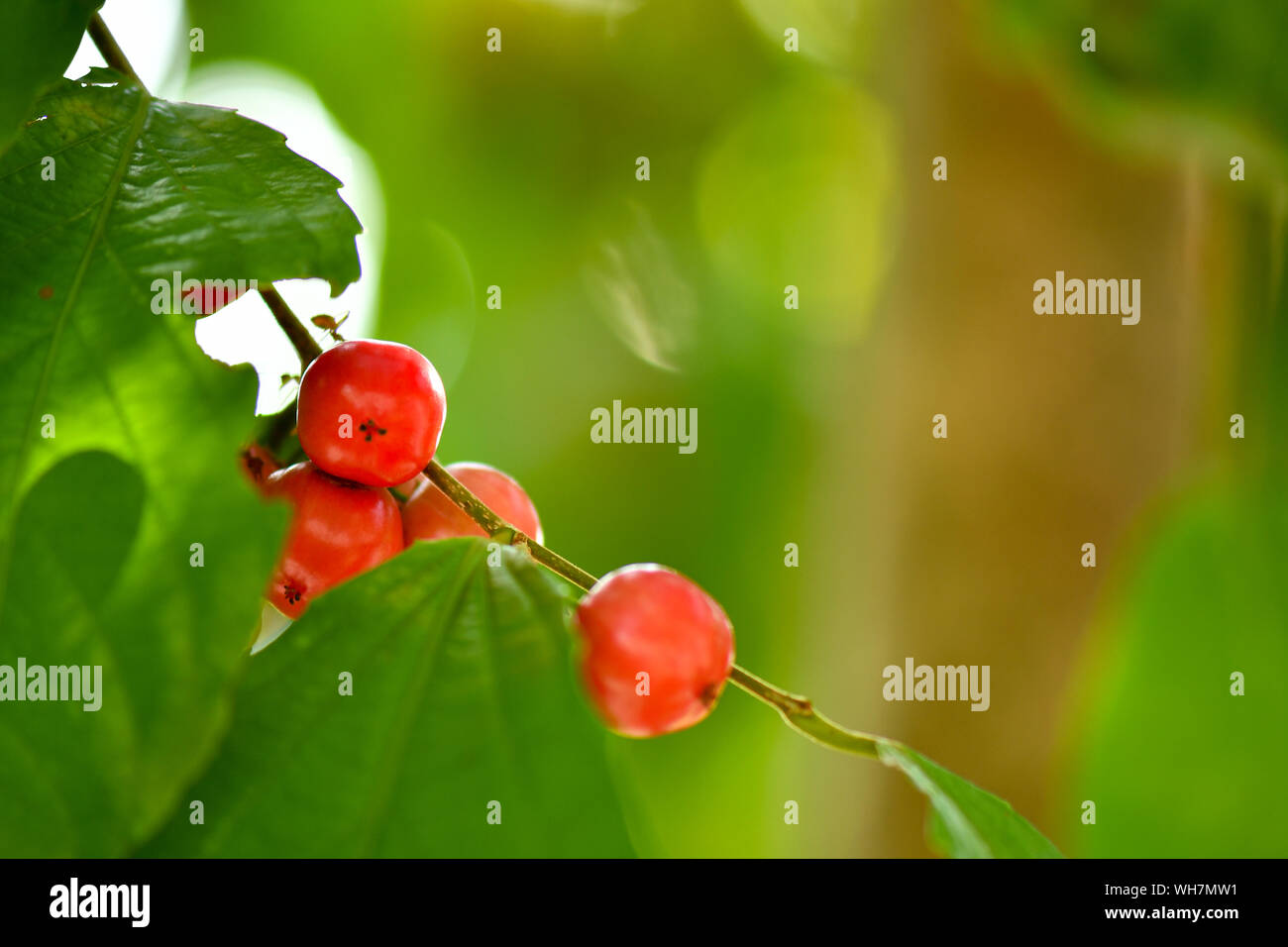 Rukam Masam is a kind of red cherry type fruit that grow on trees Stock Photo