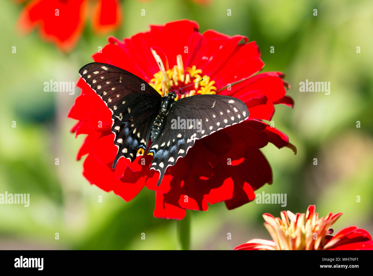 Closeup of Black Swallowtail butterfly (Papilio polyxenes) feeding on nectar from a red Zinnia,Quebec,Canada Stock Photo