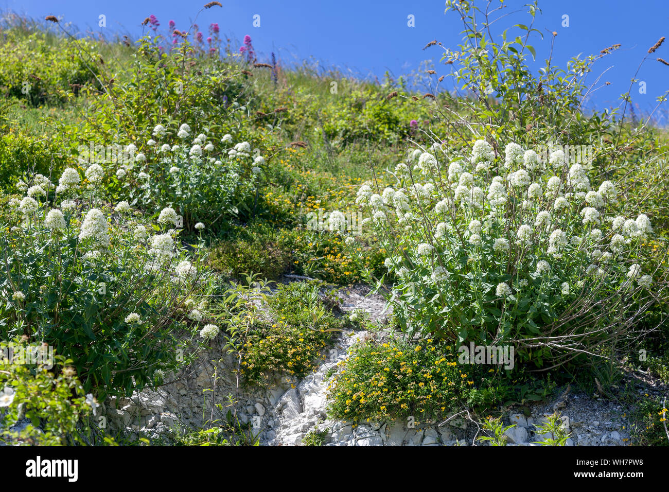 White Valerian (Centranthus ruber alba) growing on cliffs at Eastbourne Stock Photo