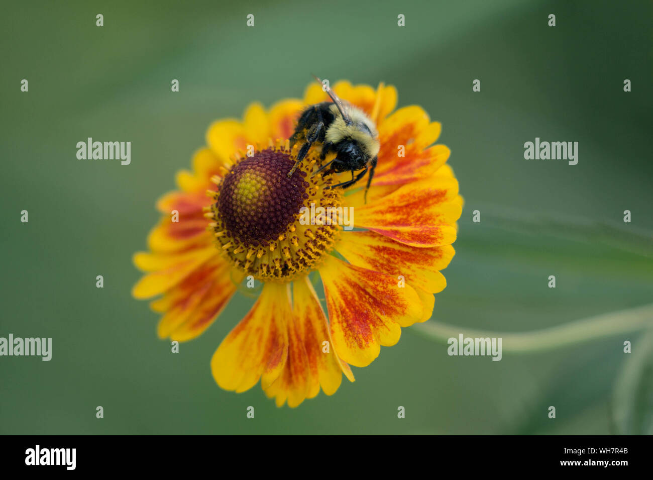 Closeup of busy Bumblebee pollinating colorful red and yellow Sneezeweed flower in summer,Quebec,Canada Stock Photo