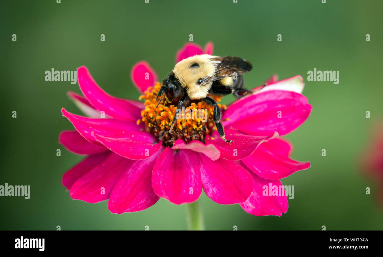 Closeup of busy Bumblebee pollinating colorful pink Zinnia flower in summer,Quebec,Canada Stock Photo