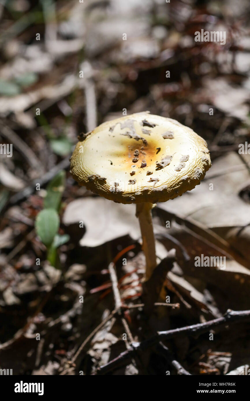Forest wild mushrooms in Maine Stock Photo