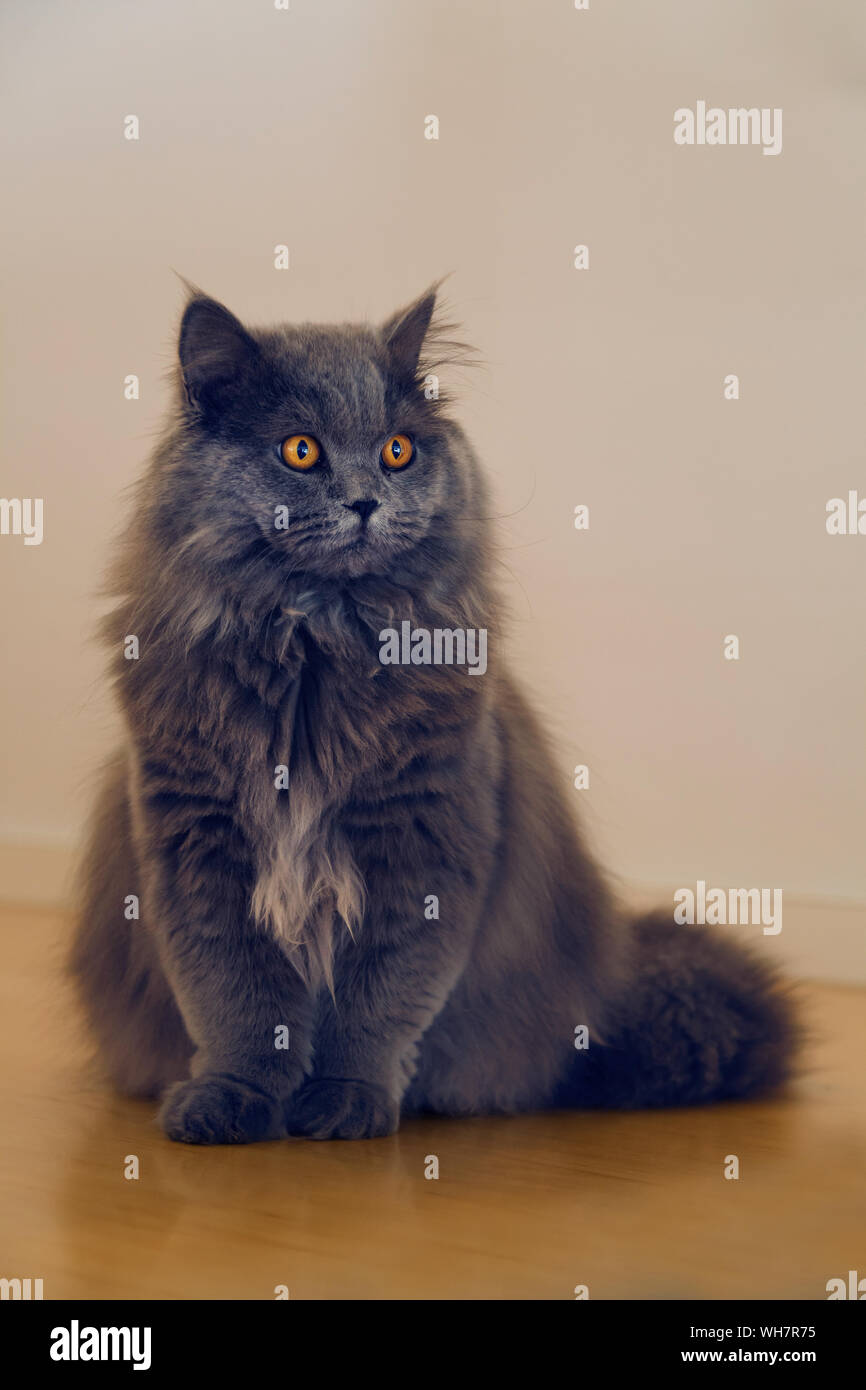 Cute Long Haired Grey Cat With Startling Orange Colored Eyes