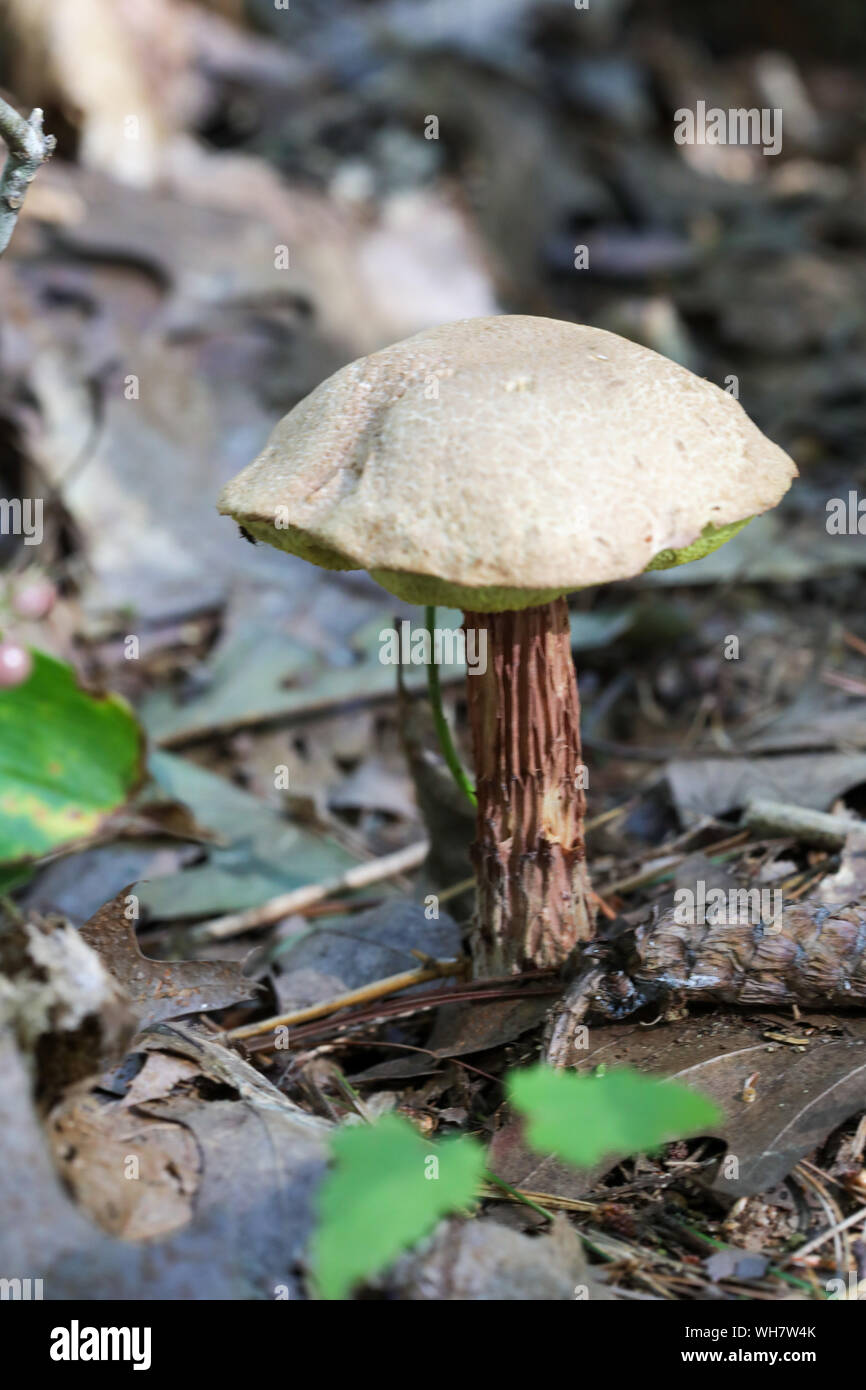 Forest wild mushrooms in Maine Stock Photo