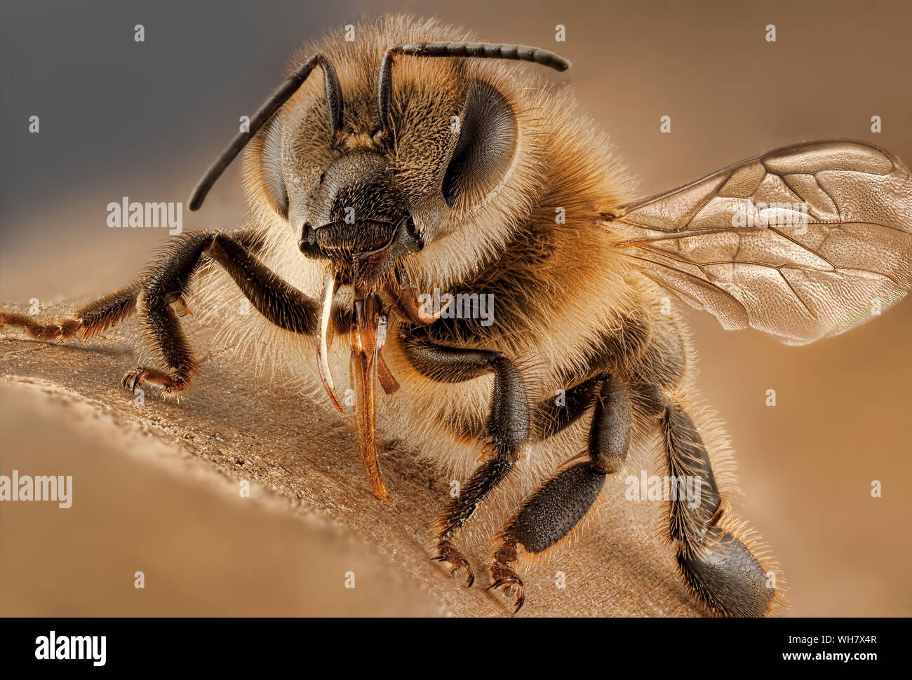 Close-up Of Honey Bee Stock Photo